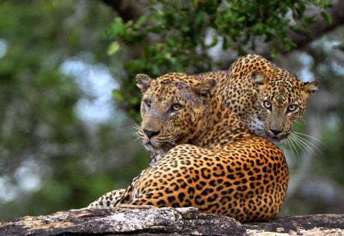 leopards-nature