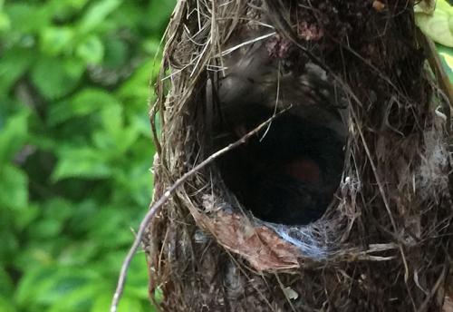nature-nest
